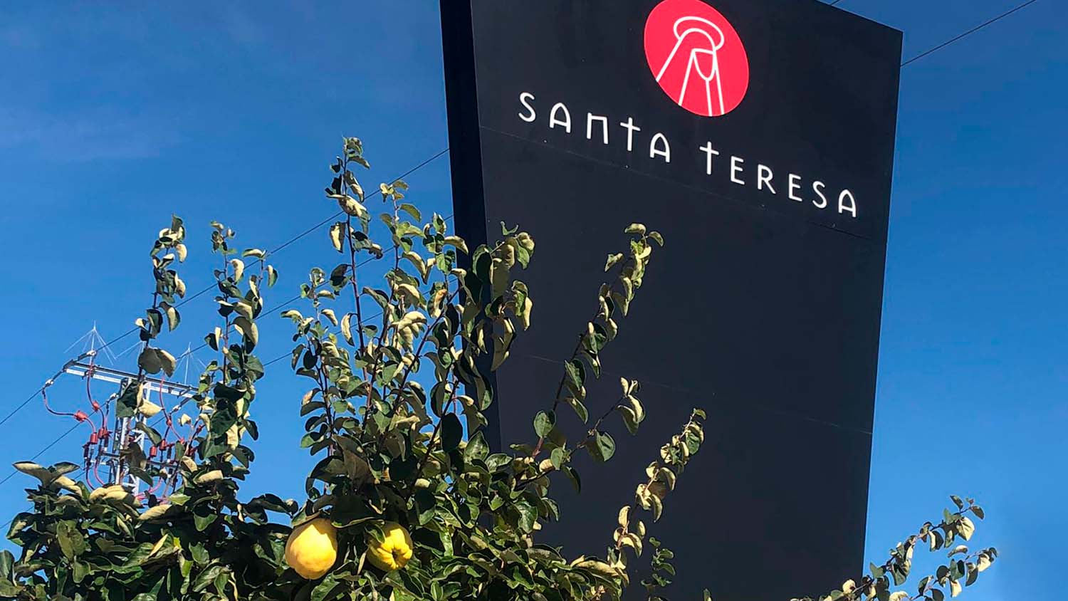 Planta tu propio árbol de membrillo